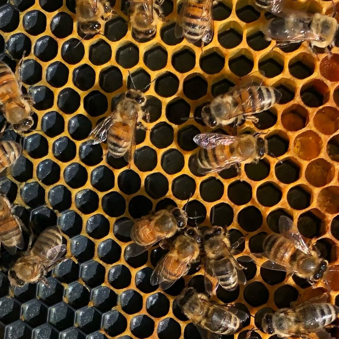 1_IG_2.3.2023_63dd57581c02b9.73123956 Close-up of honey bees on a honeycomb, showcasing their intricate hexagonal cells and various bee species, highlighting the importance of bees in pollination and honey production.